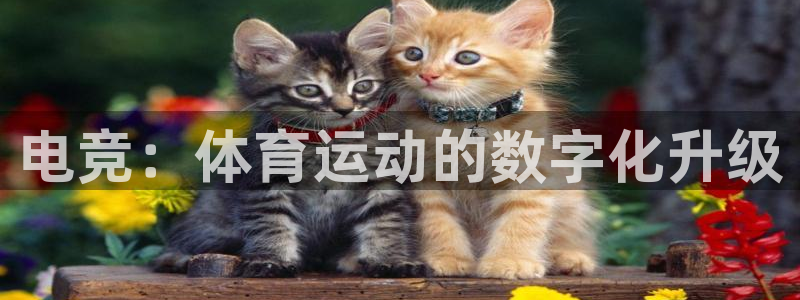 3377体育是割韭菜平台吗知乎：电竞