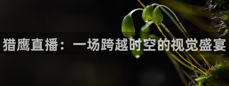 黑白直播nba赛事免费观看：猎鹰直播：一场跨越时空的视觉盛宴